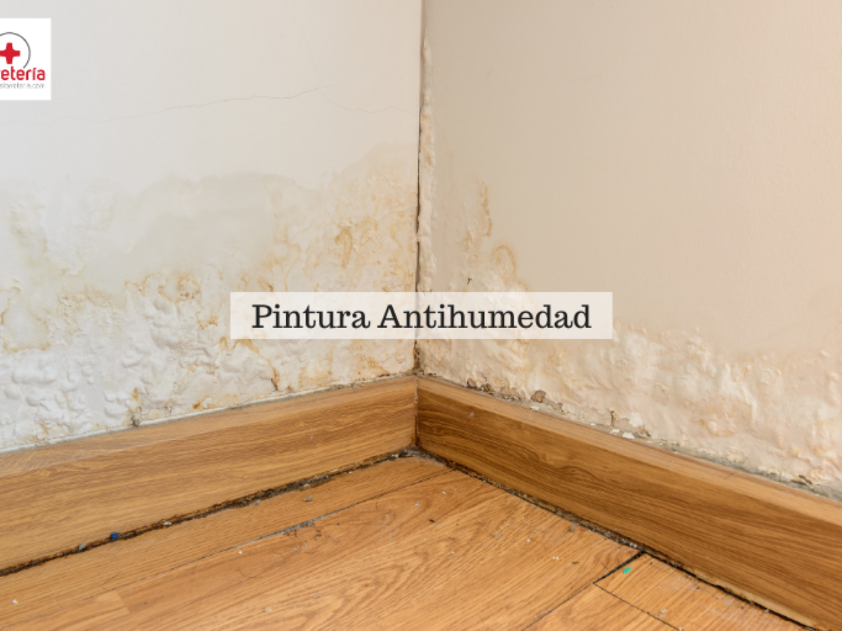 La pintura antihumedad, ¿puedo aplicarla en mi casa? - Easy Repair
